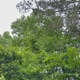 Tallest Trees Single