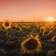 Sunflower EP