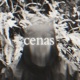 Cenas Single