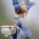Birds Single