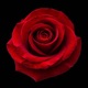 Aroma Single