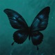 butterfly effect Sped up Single