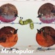 Mr Popular
