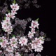 Night Flowering Single