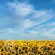 Sunflower Gardens Single
