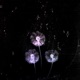 Dandelion Single
