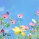 Reflections Single
