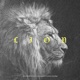 Lion Single