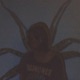 Паук EP