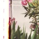 The Echo Durante Remix Single