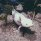 Axolotl Single
