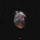 Open Your Heart Single