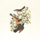 Daybreak Single