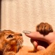 アニマルセラピー Single