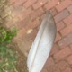 Love Birds Single