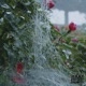 Rote Rosen Single