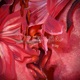 Desnuda Single
