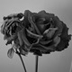 rose Single
