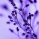 Violet Single