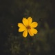 Bloom Single
