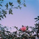 Roses Single