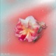 Feel the Love Single