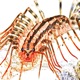Centipede Single