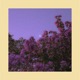 Flowers Single