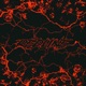 Redline Single