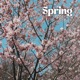 Spring Single