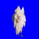BLUE WORLD Single