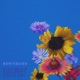 Revitalize Single