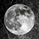 Take Me Back To the Moon Single