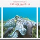 Natura Maltija