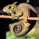 camaleão Single