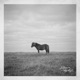 Ponyhof Single