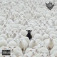 Solus Single