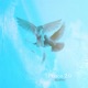 Peace 2 0 Single