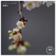 桜散ル Single