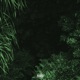 Forest Green EP