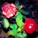 Emotions Single