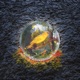 Canary In The Coal Mine Single