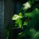 Ocean feat Vizcor Single