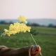 Follow me Single