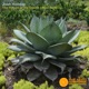 The Return of the Desert Lotus Technic Single