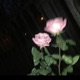 No Luv Single