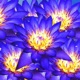 Blue Lotus Single