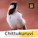 Chittukuruvi Single