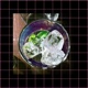 Antarktis Single