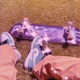 dead2me Single